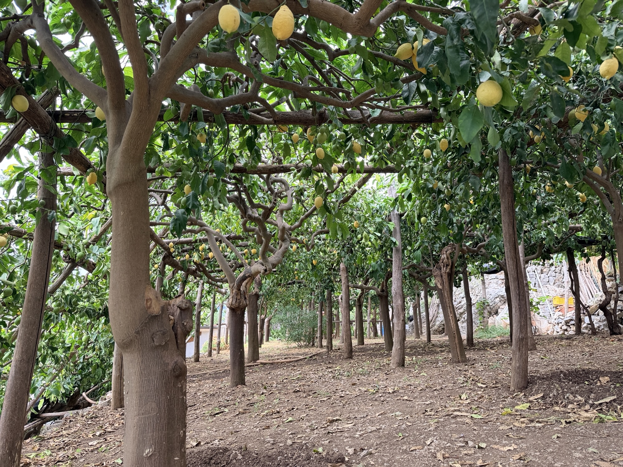 Salerno to the Amalfi Coast: Walking the Path of the Lemons